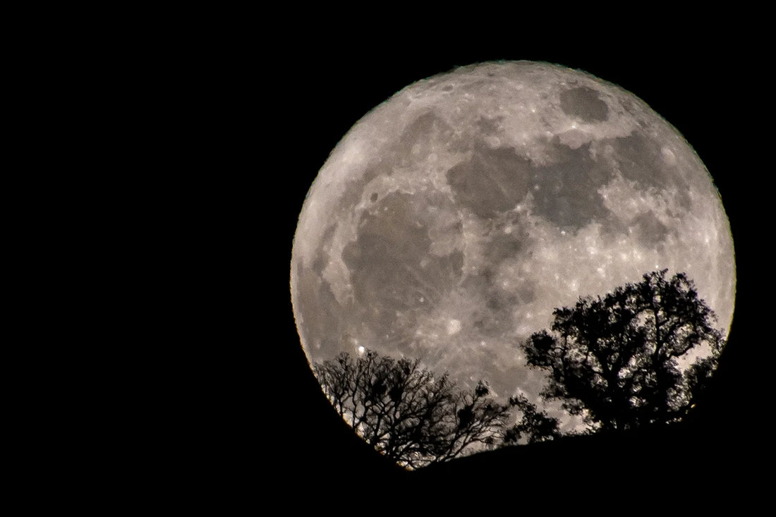 Large full moon in black night sky with black tree in silouette