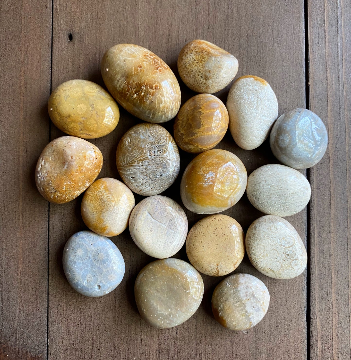 Fossil Coral Tumbles