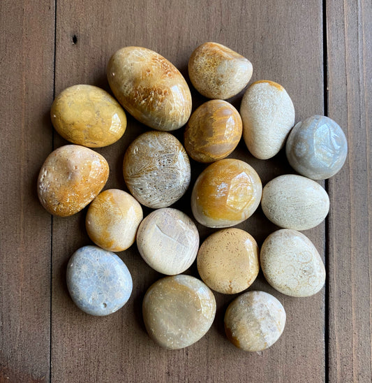 Fossil Coral Tumbles